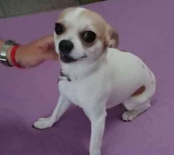 El perrito que se había perdido (Foto TA)